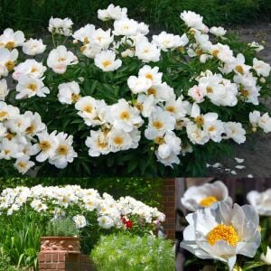 Krinkled White Şakayık Çiçeği – Saksıda Yetişmiş Dikime Hazır Paeonia