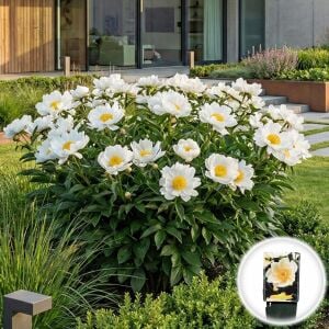 Krinkled White Şakayık Çiçeği – Saksıda Yetişmiş Dikime Hazır Paeonia