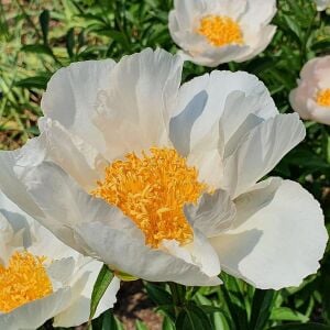 Krinkled White Şakayık Çiçeği – Saksıda Yetişmiş Dikime Hazır Paeonia