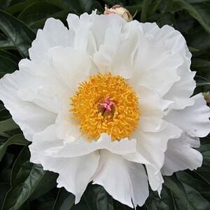 Krinkled White Şakayık Çiçeği – Saksıda Yetişmiş Dikime Hazır Paeonia