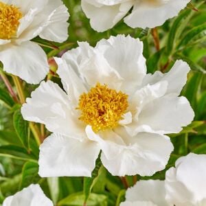 Krinkled White Şakayık Çiçeği – Saksıda Yetişmiş Dikime Hazır Paeonia