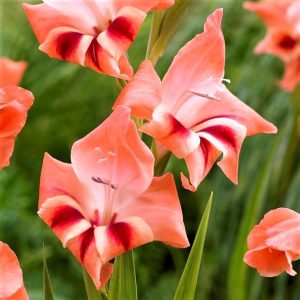 Nathalie Bizans glayöl soğanı gladiolus nanus ithal