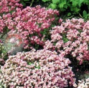 Kokulu arabis tohumu hibrit rosea arend sadece 25 cm boylanır