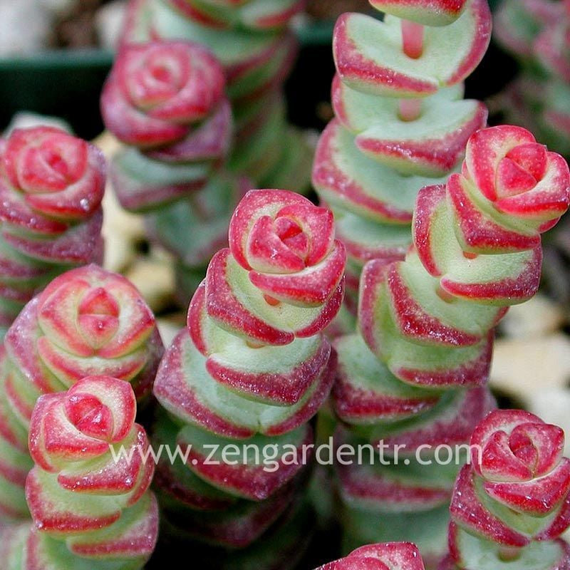 Crassula rupestris subsp. marnieriana