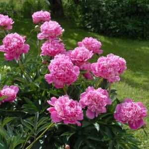 Edulis Superba Şakayık Çiçeği – Saksıda Yetişmiş Dikime Hazır Paeonia