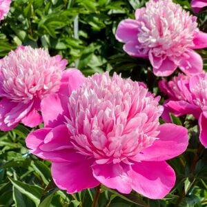 Edulis Superba Şakayık Çiçeği – Saksıda Yetişmiş Dikime Hazır Paeonia