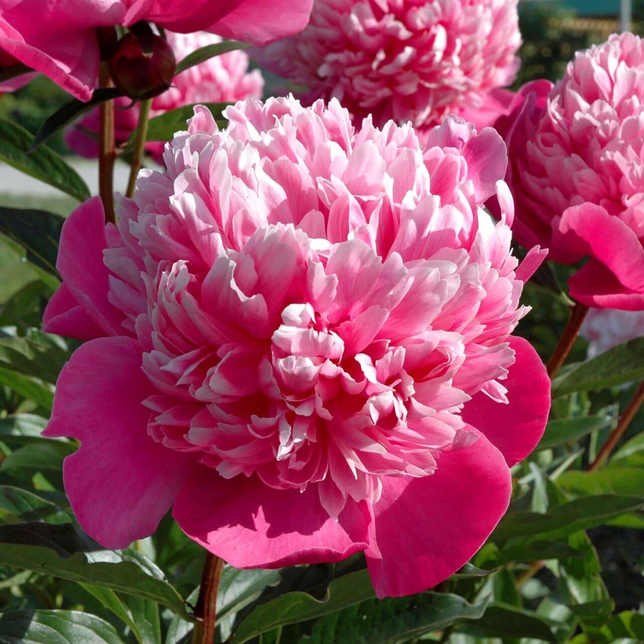 Edulis Superba Şakayık Çiçeği – Saksıda Yetişmiş Dikime Hazır Paeonia