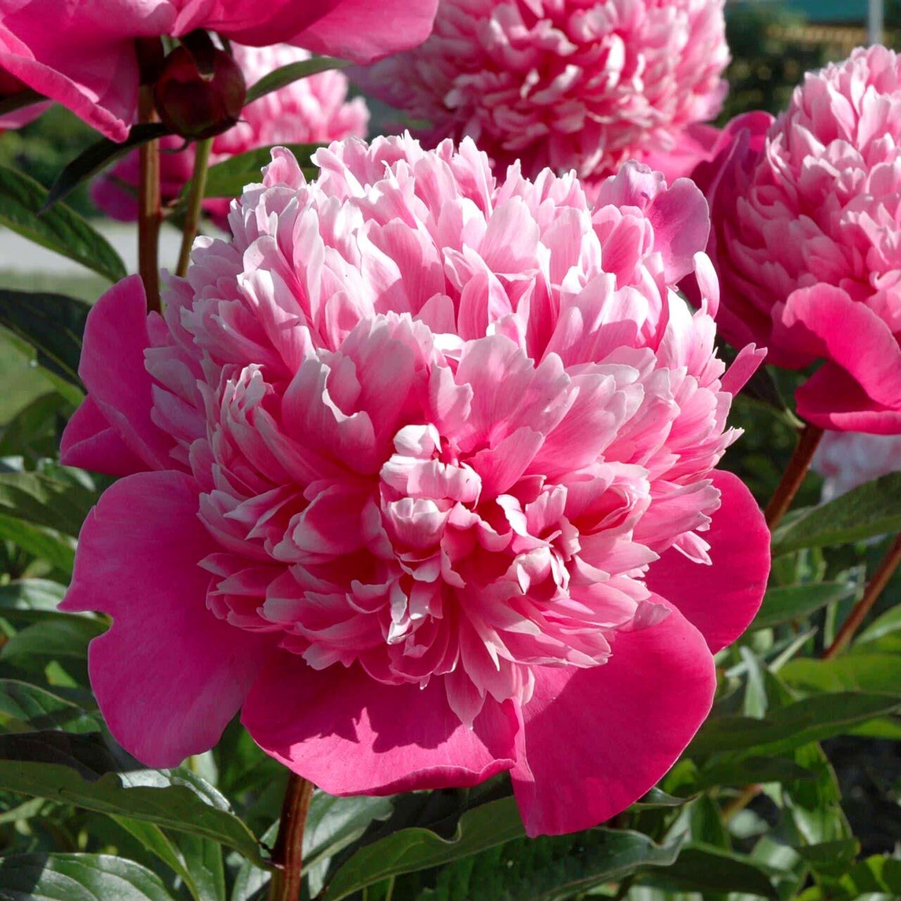 Edulis Superba Şakayık Çiçeği – Saksıda Yetişmiş Dikime Hazır Paeonia