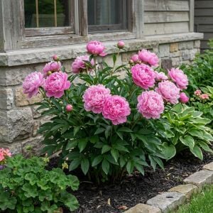 Edulis Superba Şakayık Çiçeği – Saksıda Yetişmiş Dikime Hazır Paeonia