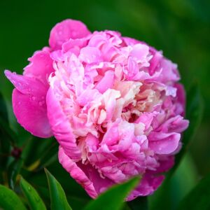 Edulis Superba Şakayık Çiçeği – Saksıda Yetişmiş Dikime Hazır Paeonia