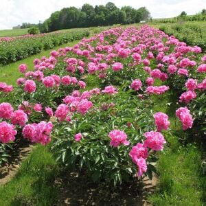 Edulis Superba Şakayık Çiçeği – Saksıda Yetişmiş Dikime Hazır Paeonia