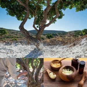 Damla sakız ağacı fidanı Pistacia lentiscus var. Chia