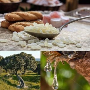 Damla sakız ağacı fidanı Pistacia lentiscus var. Chia