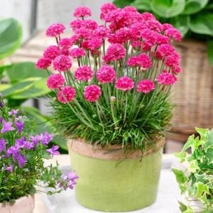 Katlı armeria tohumu mix sadece 30 cm boylanan çeşit