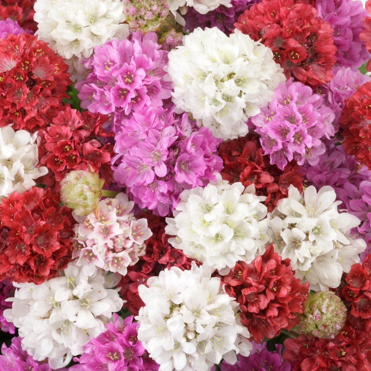 Katlı armeria tohumu mix sadece 30 cm boylanan çeşit