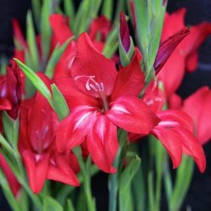 Robinetta Bizans glayöl soğanı gladiolus nanus ithal