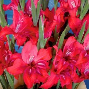 Robinetta Bizans glayöl soğanı gladiolus nanus ithal