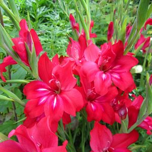 Robinetta Bizans glayöl soğanı gladiolus nanus ithal