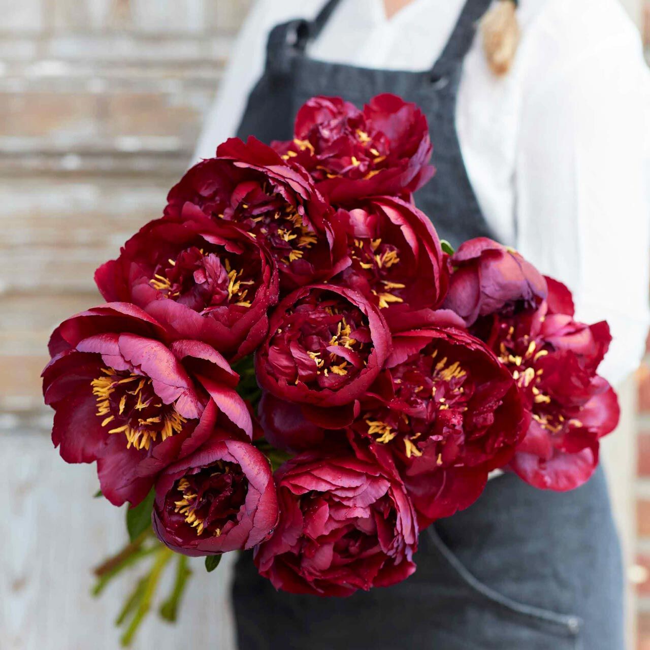 Buckeye Belle Şakayık Çiçeği – Saksıda Yetişmiş Dikime Hazır Paeonia