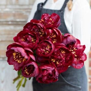 Buckeye Belle Şakayık Çiçeği – Saksıda Yetişmiş Dikime Hazır Paeonia