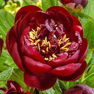 Buckeye Belle Şakayık Çiçeği – Saksıda Yetişmiş Dikime Hazır Paeonia