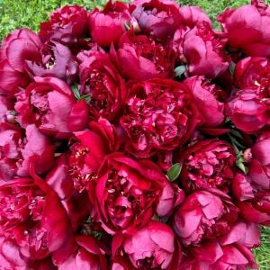 Buckeye Belle Şakayık Çiçeği – Saksıda Yetişmiş Dikime Hazır Paeonia