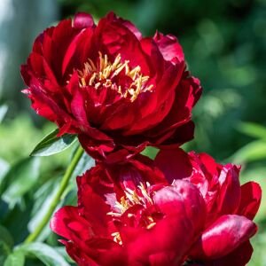 Buckeye Belle Şakayık Çiçeği – Saksıda Yetişmiş Dikime Hazır Paeonia