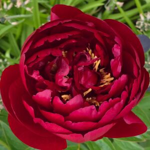 Buckeye Belle Şakayık Çiçeği – Saksıda Yetişmiş Dikime Hazır Paeonia