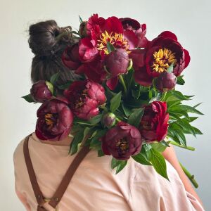 Buckeye Belle Şakayık Çiçeği – Saksıda Yetişmiş Dikime Hazır Paeonia