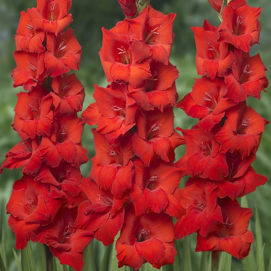 Bonfire glayöl çiçek soğanı ithal gladiolus
