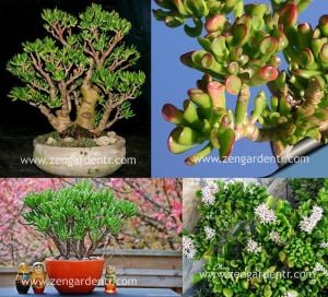 Crassula gollum sukulent bitki