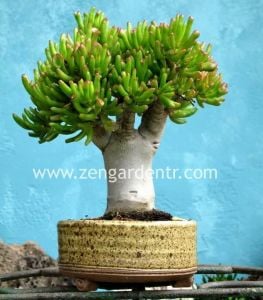 Crassula gollum sukulent bitki