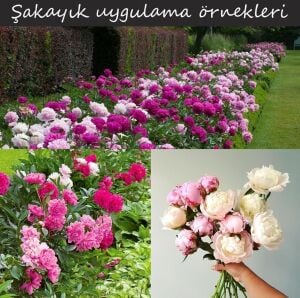 Immaculee Şakayık Çiçeği – Saksıda Yetişmiş Dikime Hazır Paeonia