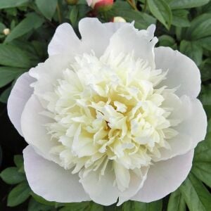 Immaculee Şakayık Çiçeği – Saksıda Yetişmiş Dikime Hazır Paeonia