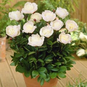 Immaculee Şakayık Çiçeği – Saksıda Yetişmiş Dikime Hazır Paeonia