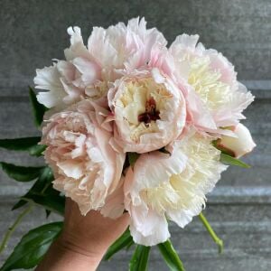 Immaculee Şakayık Çiçeği – Saksıda Yetişmiş Dikime Hazır Paeonia