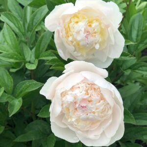 Immaculee Şakayık Çiçeği – Saksıda Yetişmiş Dikime Hazır Paeonia