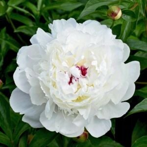 Immaculee Şakayık Çiçeği – Saksıda Yetişmiş Dikime Hazır Paeonia