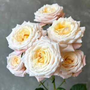 Vivaldi Çay gülü fidanı iri çiçekli aşılı 4+ yaş Kordes ithal