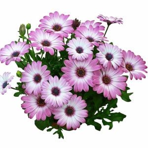 Gül bodrum papatyası fidesi ithal osteospermum compact rose bicolor 3 fide