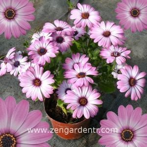 Gül bodrum papatyası fidesi ithal osteospermum compact rose bicolor 3 fide