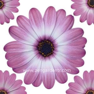 Gül bodrum papatyası fidesi ithal osteospermum compact rose bicolor 3 fide
