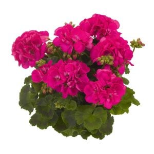 Fuşya sardunya fidesi survivor idols blue pelargonium