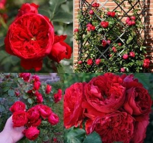 Red Eden kırmızı kokulu sarmaşık gül fidanı aşılı 3+ yaş