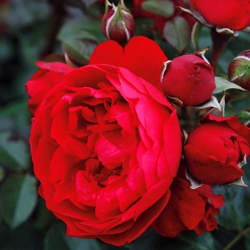 Red Eden kırmızı kokulu sarmaşık gül fidanı aşılı 3+ yaş