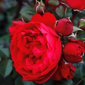 Red Eden kırmızı kokulu sarmaşık gül fidanı aşılı 3+ yaş