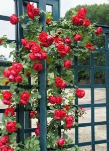 Red Eden kırmızı kokulu sarmaşık gül fidanı aşılı 3+ yaş
