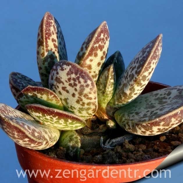 Adromischus trigynus