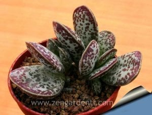 Adromischus trigynus