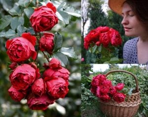 Red Eden kırmızı kokulu sarmaşık gül fidanı aşılı 3+ yaş